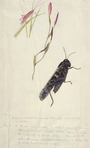 Zuid-Afrikaanse Insecten